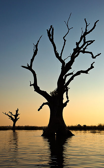 drowned trees
