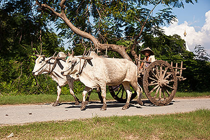 ox cart