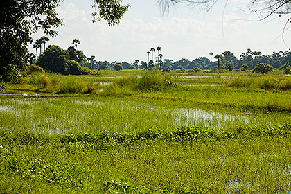 pond
