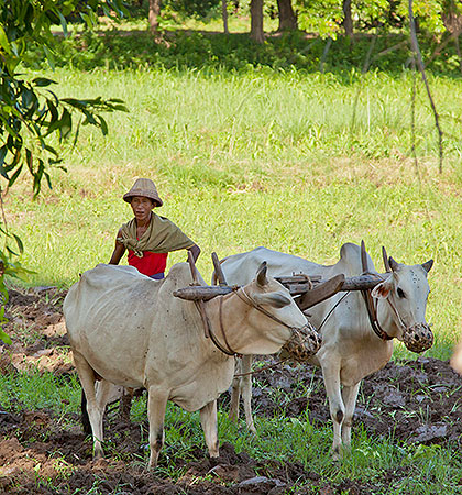 oxen