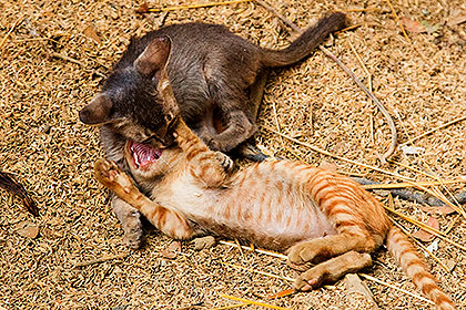 kittens playing