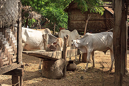 cattle feeding