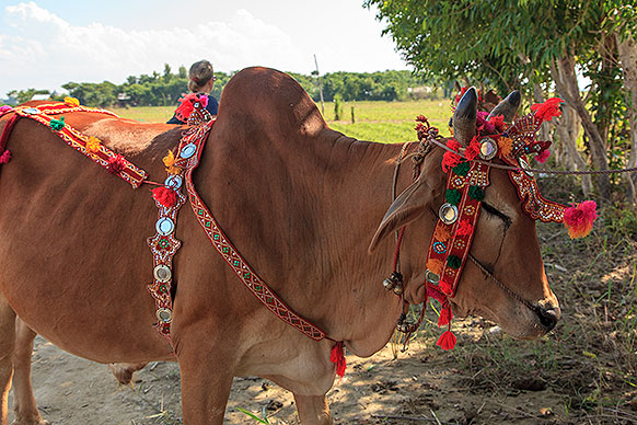 decorated ox