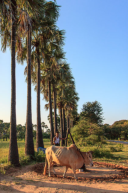palms, grinder