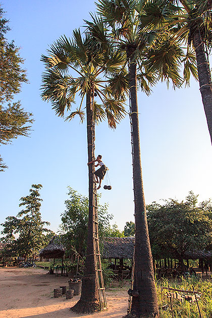 man climbing palm