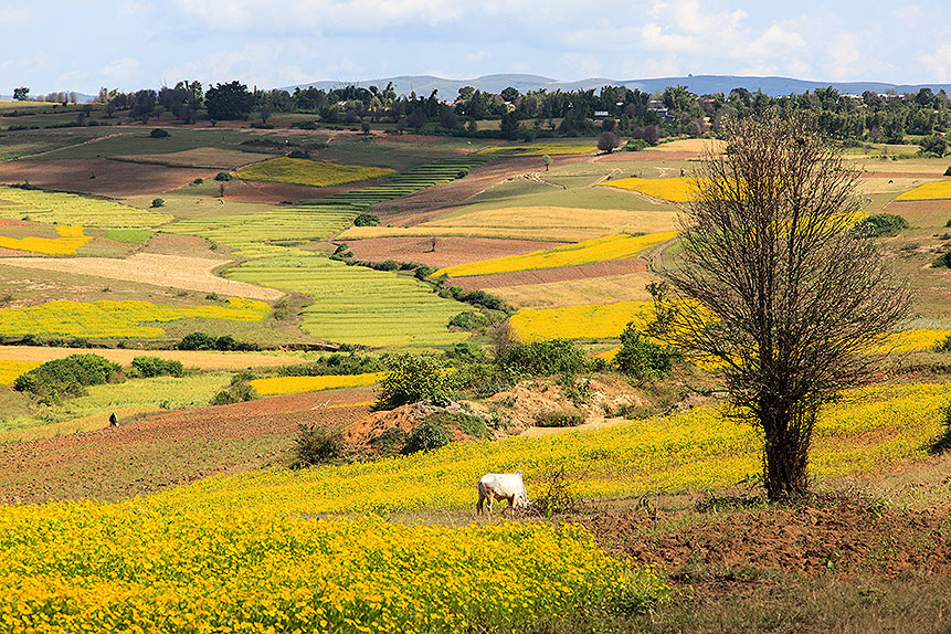 fields of sesame and mustard