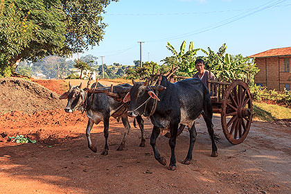 ox-cart