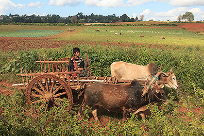 ox-cart