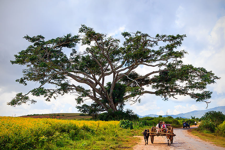 tree and cart on road