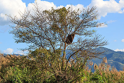 tree with nest