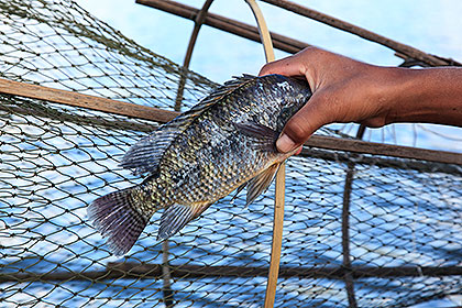 fish