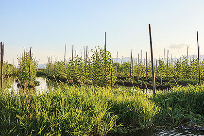 floating gardens