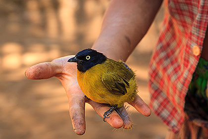 bird in hand
