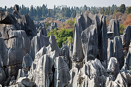 Stone Forest