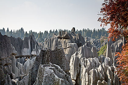 Stone Forest