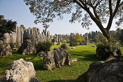 Stone Forest