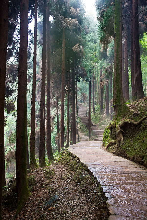 Stone walkway through tall trees