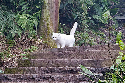 White cat