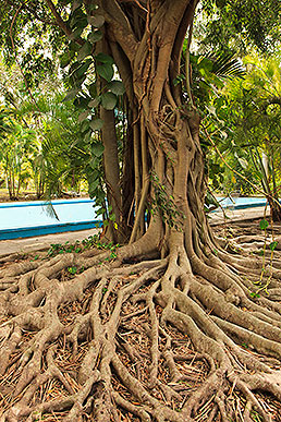 banyan tree