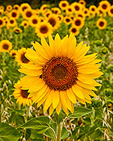 Provence thumbnail