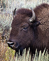 Yellowstone Grand Teton thumbnail