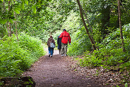walking in woods