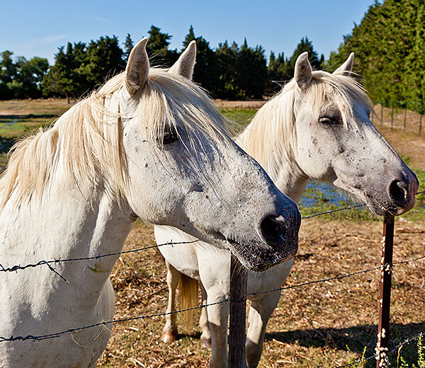 Horses