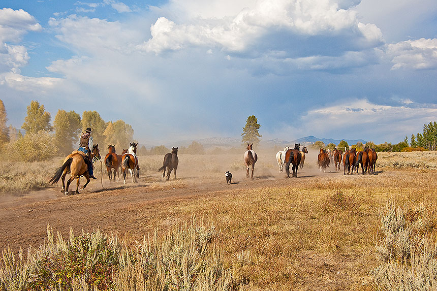 Horses running